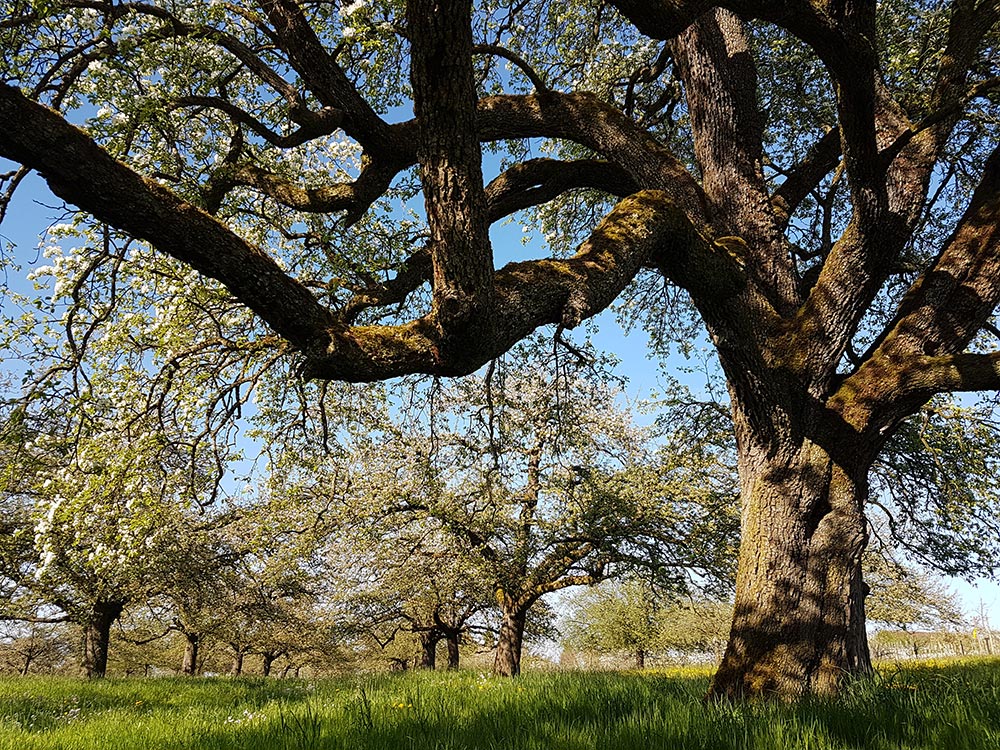 Garten mit Zukunft